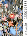Large pink blossoms, and silver buds and leaves of the Australian native mallee Eucalyptus macrocarpa x youngiana hybrid, family Myrtaceae. Endemic to Western Australia.  135019333