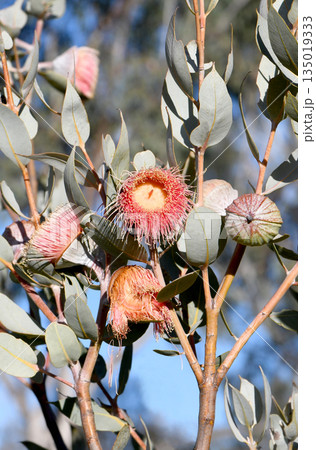 Large pink blossoms, and silver buds and leaves of the Australian native mallee Eucalyptus macrocarpa x youngiana hybrid, family Myrtaceae. Endemic to Western Australia. Large pink blossoms, and silver buds and leaves of the Australian native mallee Eucalyptus macrocarpa x youngiana hybrid, family Myrtaceae. Endemic to Western Australia. 135019333