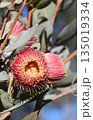 Large pink blossoms, and silver buds and leaves of the Australian native mallee Eucalyptus macrocarpa x youngiana hybrid, family Myrtaceae. Endemic to Western Australia.  135019334