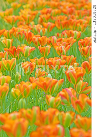 家の周りの草花 四季の色々 植物園の花壇に美しい早咲きのチュウリップの花が咲きました 家の周りの草花 四季の色々 植物園の花壇に美しい早咲きのチュウリップの花が咲きました 135019529