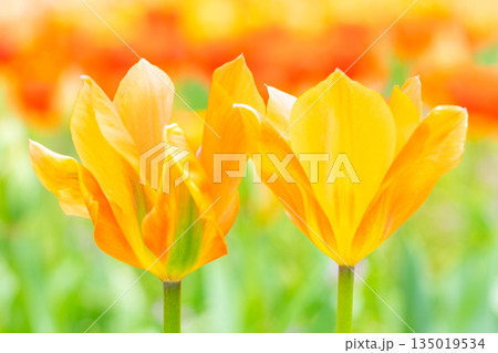 家の周りの草花　四季の色々　植物園の花壇に美しい早咲きのチュウリップの花が咲きました 135019534