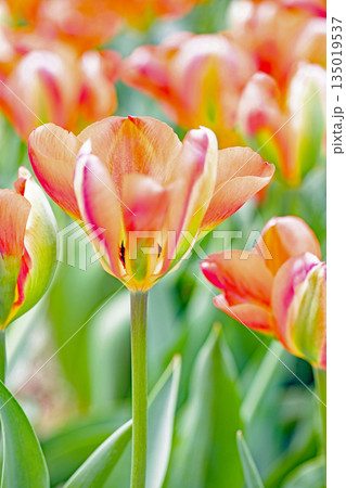 家の周りの草花 四季の色々 植物園の花壇に美しい早咲きのチュウリップの花が咲きました 家の周りの草花 四季の色々 植物園の花壇に美しい早咲きのチュウリップの花が咲きました 135019537