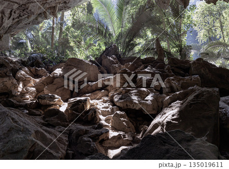 Scenic view of The green palm trees in natural light with stalactites and stalagmites inside of Cave in the foreground. Scenic view of The green palm trees in natural light with stalactites and stalagmites inside of Cave in the foreground. 135019611