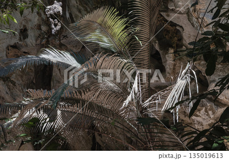 Elegance of The intricate natural light and shadow on palm leaf inside of Ancient forest Hup Pa Tat. Elegance of The intricate natural light and shadow on palm leaf inside of Ancient forest Hup Pa Tat. 135019613