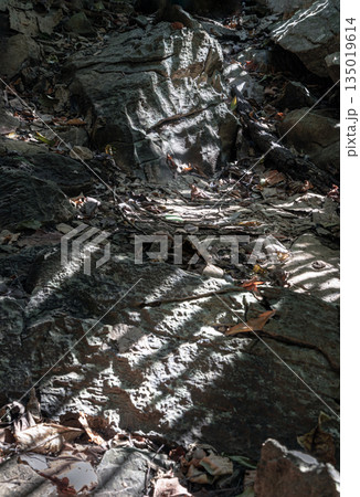 The complexity of natural light and shadow passing through trees and hitting the stone floor of the old limestone cave. 135019614