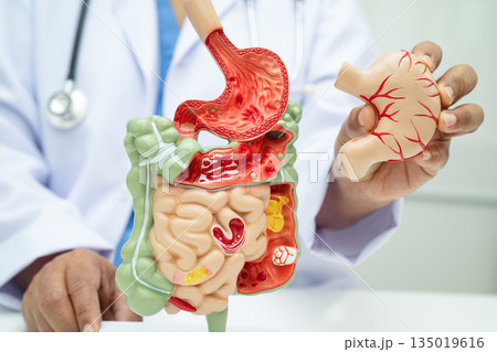 Digestive system with stomach and intestine, Asian doctor holding human anatomy model for study diagnosis and treatment in hospital. 135019616