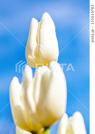 家の周りの草花　四季の色々　植物園の花壇に美しい早咲きのチュウリップの花が咲きました 135019763