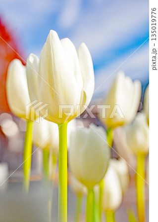 家の周りの草花　四季の色々　植物園の花壇に美しい早咲きのチュウリップの花が咲きました 135019776