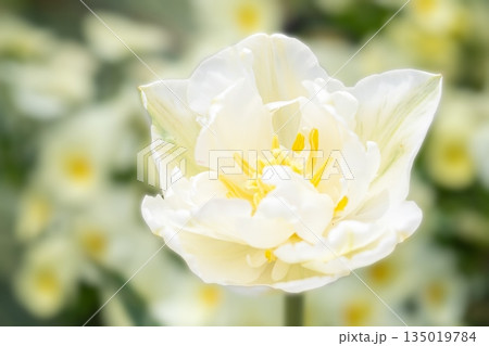 家の周りの草花　四季の色々　植物園の花壇に美しい早咲きのチュウリップの花が咲きました 135019784