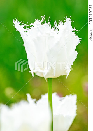 家の周りの草花　四季の色々　植物園の花壇に美しい早咲きのチュウリップの花が咲きました 135019785