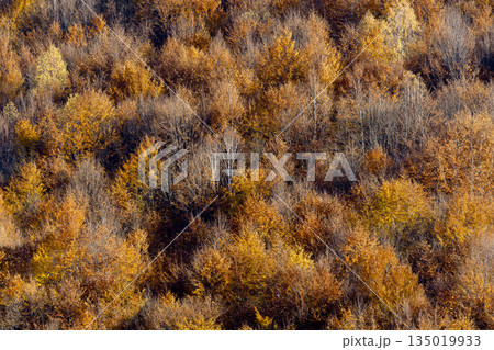 A forest with many trees that are brown and yellow 135019933