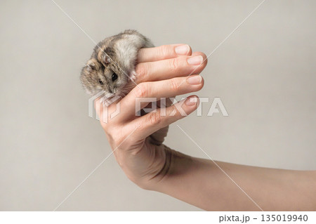 Close up a small animal is in a person's hand. Close up a small animal is in a person's hand. 135019940