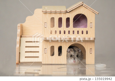 A hamster in the window of his wooden house. A hamster in the window of his wooden house. 135019942