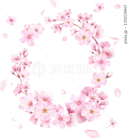 春の花：桜の水彩イラストで構成した縦楕円形装飾フレーム。花びらの背景。（ベクター） 135019947