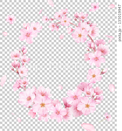 春の花：桜の水彩イラストで構成した縦楕円形装飾フレーム。花びらの背景。（ベクター） 135019947