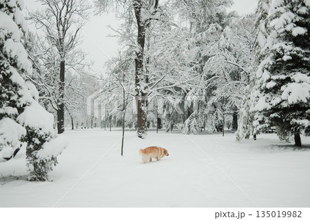 Golden Retriever exploring snowy forest clearing surrounded by frost covered trees. Quiet winter landscape with dog enjoying nature and fresh snow 135019982
