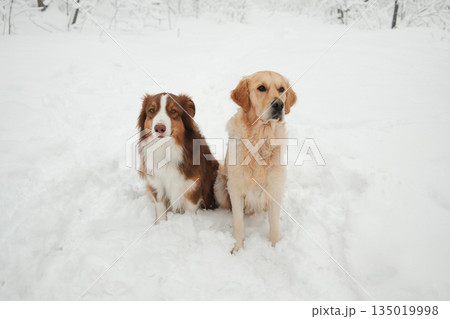 Australian Shepherd and Golden Retriever sitting side by side in fresh snow, calm winter portrait of two dogs outdoors. Friendship, companionship, seasonal pet lifestyle in a snowy park Australian Shepherd and Golden Retriever sitting side by side in fresh snow, calm winter portrait of two dogs outdoors. Friendship, companionship, seasonal pet lifestyle in a snowy park 135019998