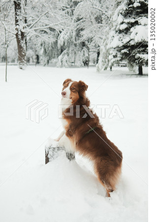 Australian Shepherd standing on hind legs with paws on a snowy stump in winter park. Alert dog pose, intelligence, curiosity, calm snowy environment 135020002