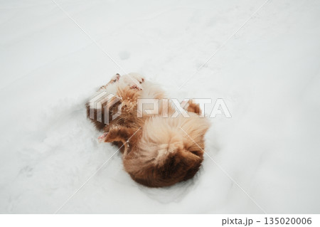 Australian Shepherd lying on its back in fresh snow, enjoying winter play outdoors. Playful dog behavior, cold season fun, cozy animal moment, minimal snowy background Australian Shepherd lying on its back in fresh snow, enjoying winter play outdoors. Playful dog behavior, cold season fun, cozy animal moment, minimal snowy background 135020006