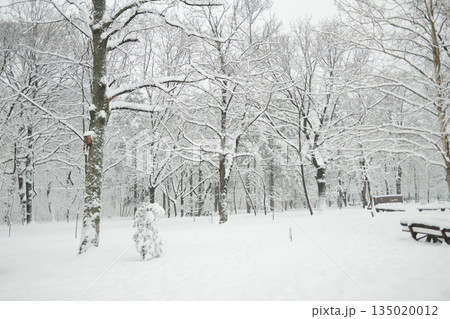 Snow covered park in Belgrade Zvezdara district with bare trees and benches after heavy snowfall. Quiet winter city landscape showing calm atmosphere and seasonal nature Snow covered park in Belgrade Zvezdara district with bare trees and benches after heavy snowfall. Quiet winter city landscape showing calm atmosphere and seasonal nature 135020012