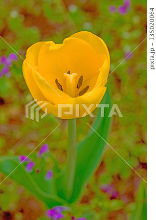 家の周りの草花 四季の色々 植物園の花壇に美しい早咲きのチュウリップの花が咲きました 家の周りの草花 四季の色々 植物園の花壇に美しい早咲きのチュウリップの花が咲きました 135020064