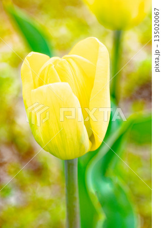 家の周りの草花　四季の色々　植物園の花壇に美しい早咲きのチュウリップの花が咲きました　 135020067
