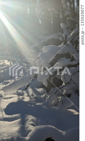 Snow-covered tree branches in a quiet winter forest illuminated by soft sunlight rays. Natural cold season background with fresh snow, calm atmosphere, wilderness, and serene outdoor scenery. Snow-covered tree branches in a quiet winter forest illuminated by soft sunlight rays. Natural cold season background with fresh snow, calm atmosphere, wilderness, and serene outdoor scenery. 135020077