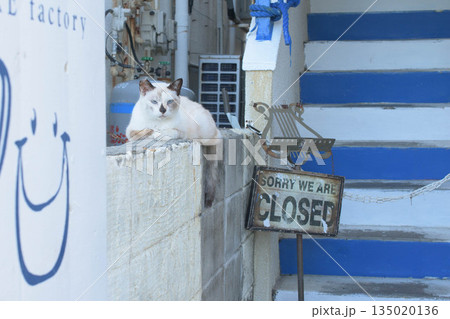 閉店しているお店の門番猫 135020136