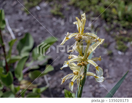 Close-up of a white and yellow striped iris, or Turkish iris, or Iris orientalis, or Iris hartwegii. 135020173