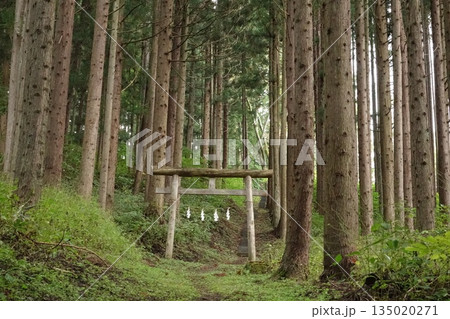 森の中の静かな鳥居 135020271