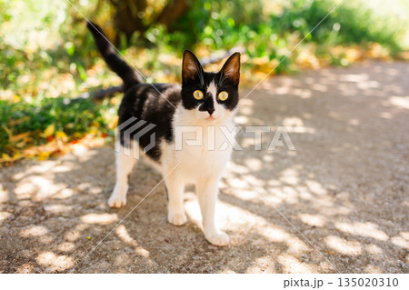 Black and white cat standing outdoors on a sunlit path. Curiosity, presence, and quiet coexistence between animal life and urban environment. 135020310
