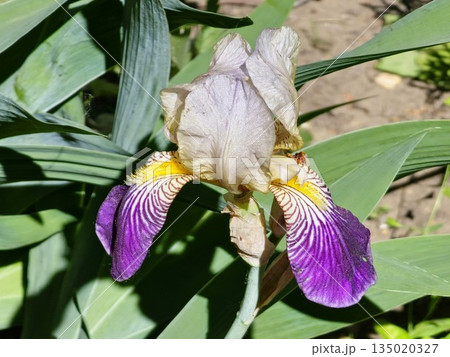 Iris germanica. Closeup of a flower bearded iris Care To Dance in garden. A plant with impressive flowers, garden decoration Iris germanica. Closeup of a flower bearded iris Care To Dance in garden. A plant with impressive flowers, garden decoration 135020327