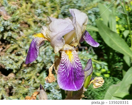 Iris germanica. Closeup of flower bearded iris Care To Dance in garden. A plant with impressive flowers, garden decoration Iris germanica. Closeup of flower bearded iris Care To Dance in garden. A plant with impressive flowers, garden decoration 135020331