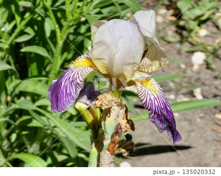 Iris germanica. A closeup of flower bearded iris Care To Dance in garden. A plant with impressive flowers, garden decoration Iris germanica. A closeup of flower bearded iris Care To Dance in garden. A plant with impressive flowers, garden decoration 135020332
