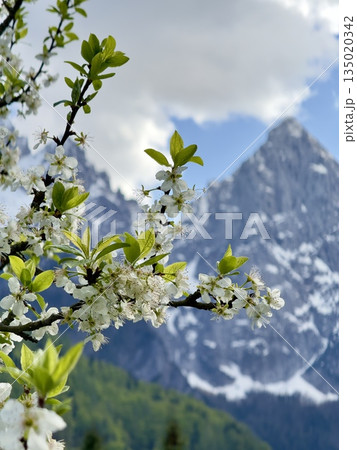 beautiful alps mountains landscape with snow beautiful alps mountains landscape with snow 135020342