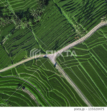 Aerial View Highlights Geometric Patterns And Environment Of Rice Paddies 135020475