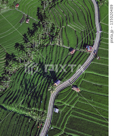 Aerial View Highlights Patterns And Tranquil Environment Of Rice Paddies 135020489