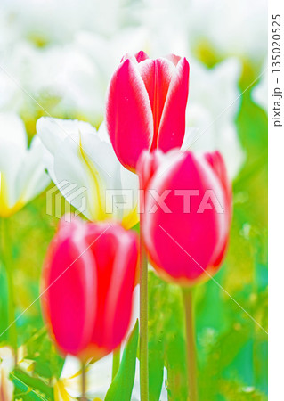 家の周りの草花　四季の色々　植物園の花壇に美しい早咲きのチュウリップの花が咲きました 135020525