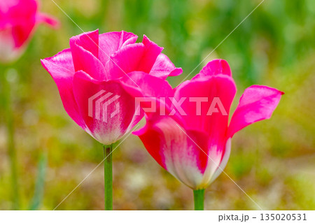 家の周りの草花　四季の色々　植物園の花壇に美しい早咲きのチュウリップの花が咲きました 135020531