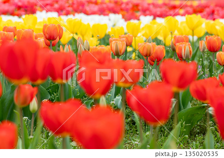 家の周りの草花　四季の色々　植物園の花壇に美しい早咲きのチュウリップの花が咲きました 135020535