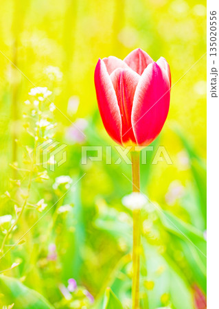 家の周りの草花　四季の色々　植物園の花壇に美しい早咲きのチュウリップの花が咲きました 135020556