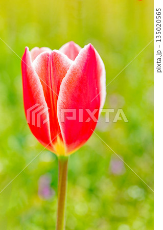 家の周りの草花　四季の色々　植物園の花壇に美しい早咲きのチュウリップの花が咲きました 135020565