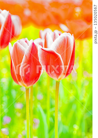 家の周りの草花　四季の色々　植物園の花壇に美しい早咲きのチュウリップの花が咲きました 135020567