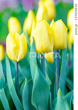家の周りの草花　四季の色々　植物園の花壇に美しい早咲きのチュウリップの花が咲きました　 135020630