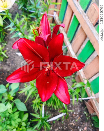 Vibrant Red Lily Flower Close-Up in Summer Garden. Stunning close-up of a deep red Asiatic lily in full bloom with detailed petals and stamens, surrounded by green foliage in an outdoor summer garden Vibrant Red Lily Flower Close-Up in Summer Garden. Stunning close-up of a deep red Asiatic lily in full bloom with detailed petals and stamens, surrounded by green foliage in an outdoor summer garden 135020769