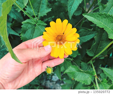 Hand Holding Bright Yellow Flower in Summer Garden Close-Up. A gentle human hand carefully holding a vibrant yellow daisy-like flower with green leaves in the background, symbolizing tenderness, natur Hand Holding Bright Yellow Flower in Summer Garden Close-Up. A gentle human hand carefully holding a vibrant yellow daisy-like flower with green leaves in the background, symbolizing tenderness, natur 135020772