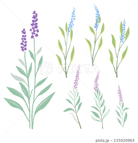 17_セージ_01 135020903