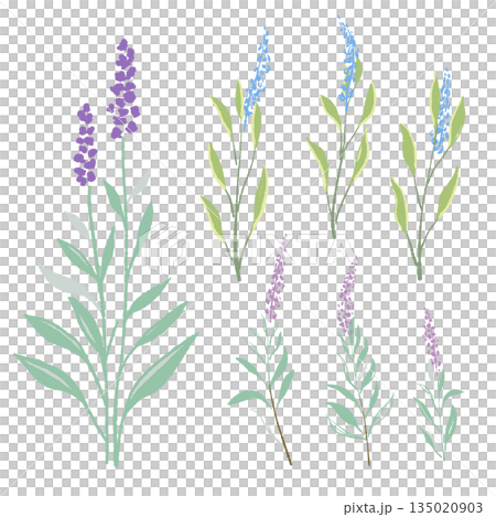 17_セージ_01 135020903