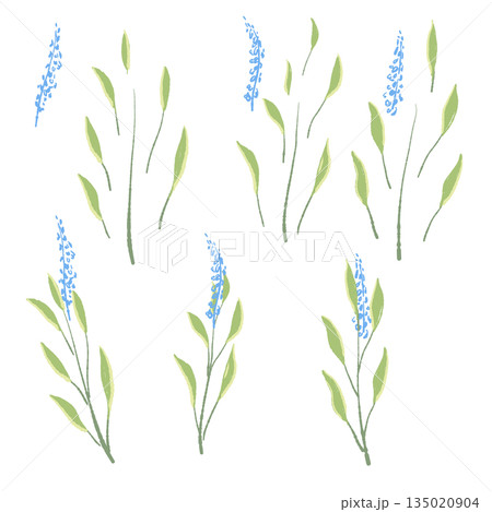 17_セージ_01 135020904