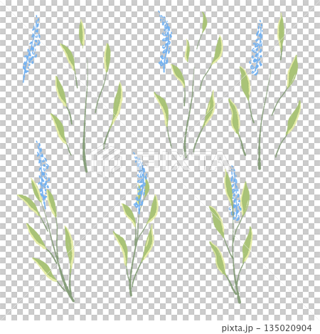 17_セージ_01 135020904